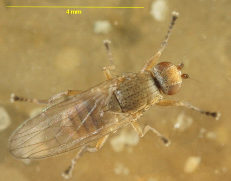 Malacomyia sciomyzina