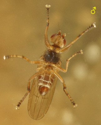 Malacomyia sciomyzina