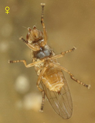 Malacomyia sciomyzina