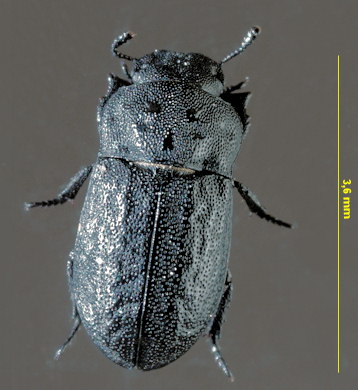 Melanimon tibiale