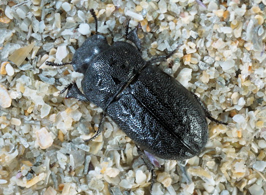 Melanimon tibiale