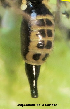 Myopites eximia femelle