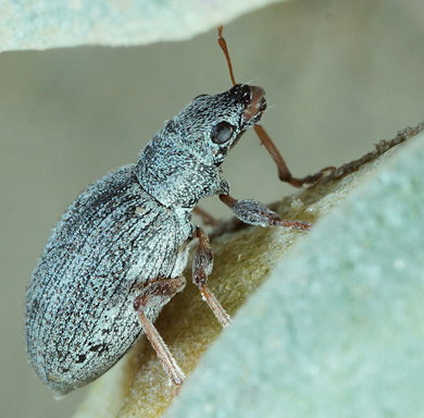 Polydrusus pulchellus