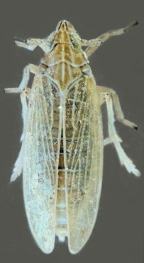 Prokelisia marginata