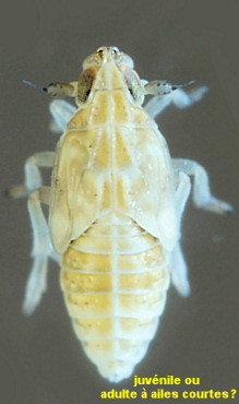 Prokelisia marginata