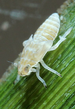 Prokelisia marginata