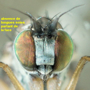 Syntormon pseudospicatum/pallipes