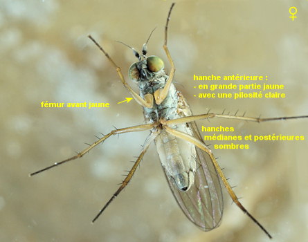 Syntormon pseudospicatum/pallipes