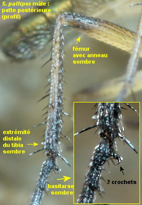 Syntormon pallipes