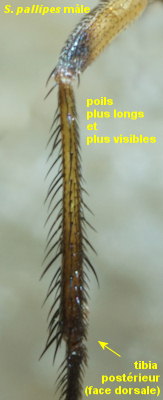 Syntormon pallipes