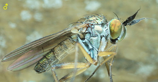 Syntormon pallipes