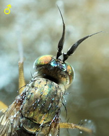 Syntormon pallipes