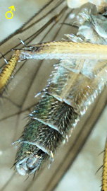 Syntormon pallipes