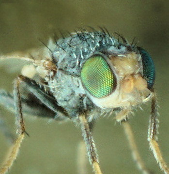 Tethina (illota ou albosetulosa?)