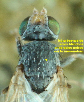 Tethina (illota ou albosetulosa?)