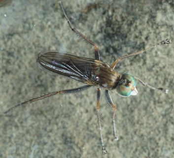 Thinophilus flavipalpis