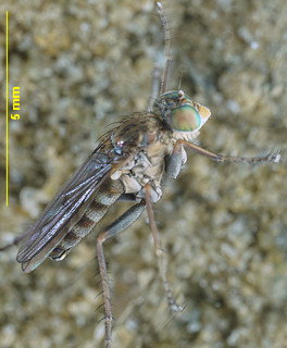 Thinophilus flavipalpis
