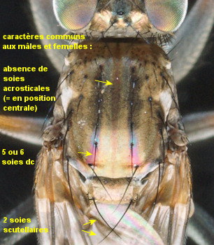Thinophilus flavipalpis