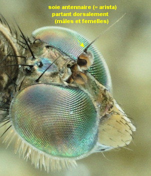 Thinophilus flavipalpis