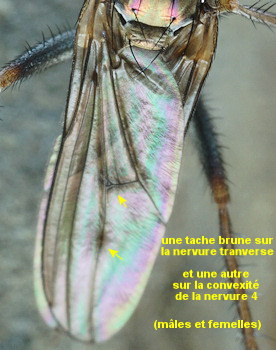 Thinophilus flavipalpis