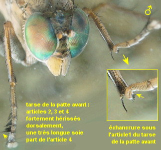 Thinophilus flavipalpis