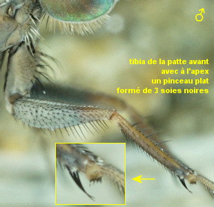 Thinophilus flavipalpis