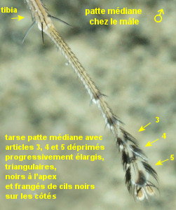 Thinophilus flavipalpis