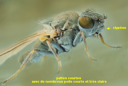 Xanthocanace ranula
