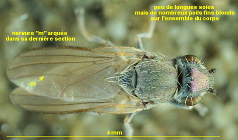 Xanthocanace ranula