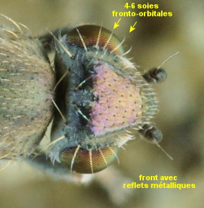 Xanthocanace ranula