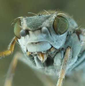 Xanthocanace ranula