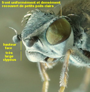 Xanthocanace ranula