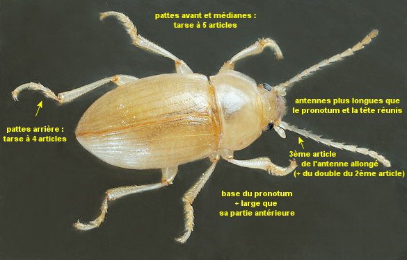 Xanthomus pallidus