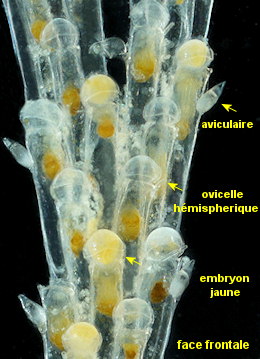 Bugulina simplex