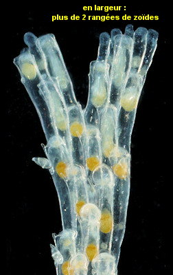 Bugulina simplex