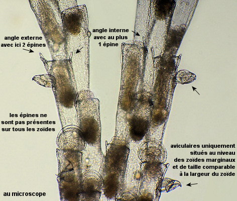 Bugulina simplex