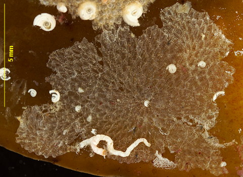 Celleporella hyalina