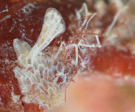 Chartella papyracea