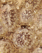 Collarina gautieri