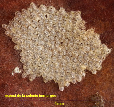 Collarina gautieri