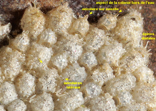 Collarina gautieri
