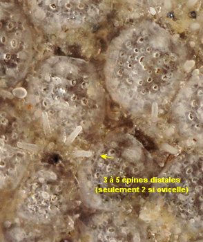 Collarina gautieri