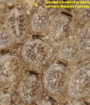 Collarina gautieri