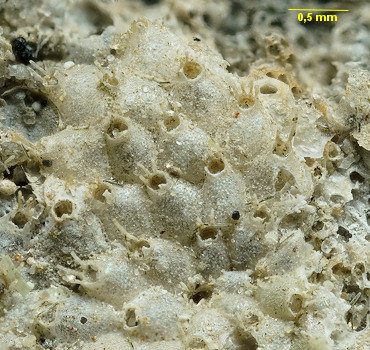 Escharella ventricosa