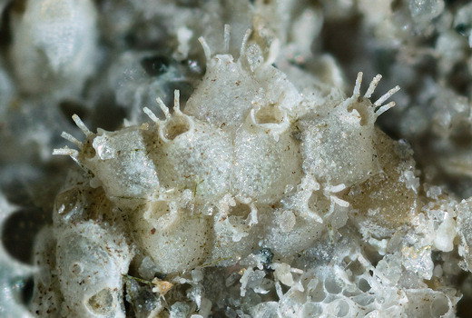 Escharella ventricosa