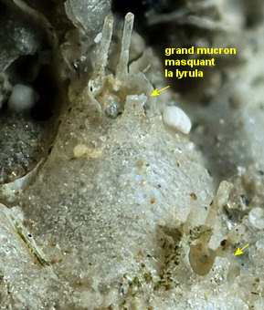 Escharella ventricosa