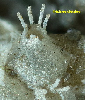 Escharella ventricosa