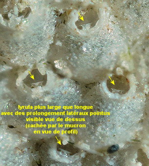 Escharella ventricosa