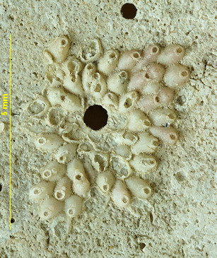 Escharina johnstoni