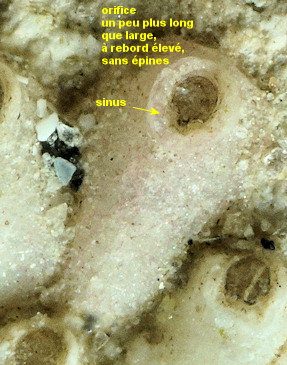 Escharina johnstoni